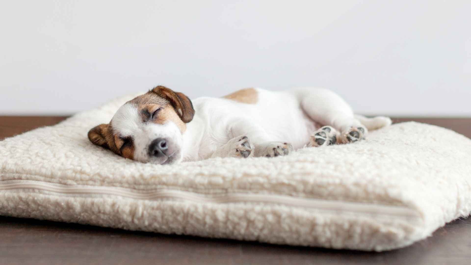 perro durmiendo